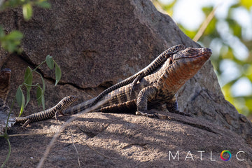 Father Armored Plated Lizard