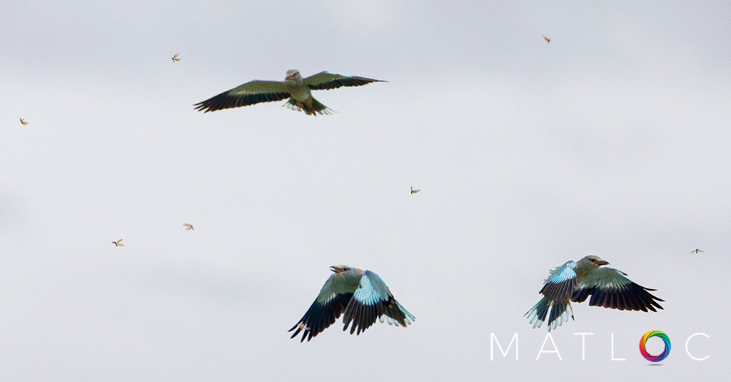 Feeding Frenzy