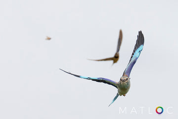 In Flight