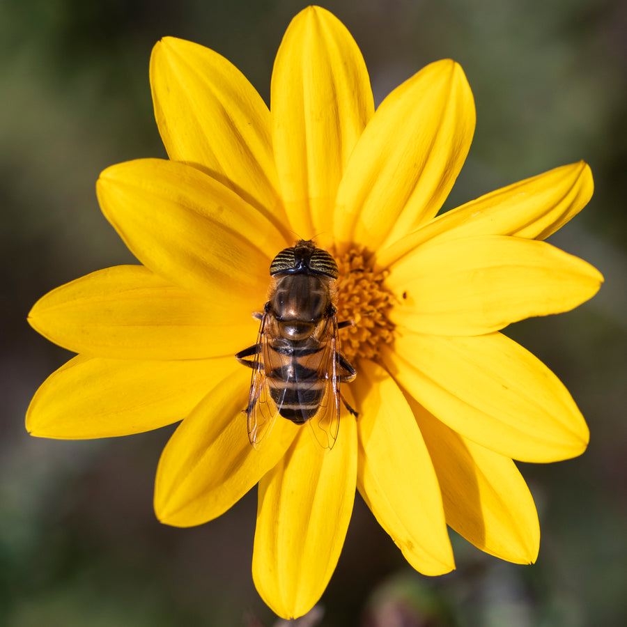 Fly on a Yellow Daisy