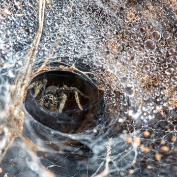 Funnel Spider Nest