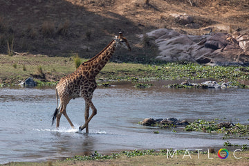 Giraffe Crossing River