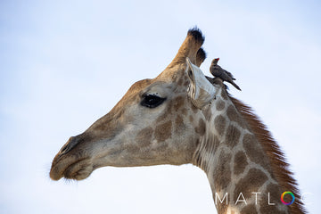 Giraffe and Oxpecker