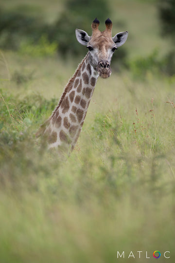 Giraffe in the Grass