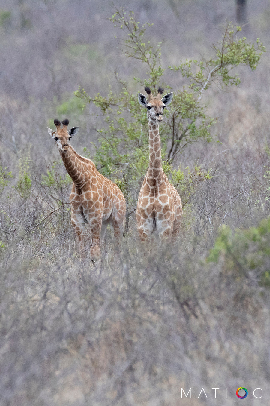 Giraffe Pair