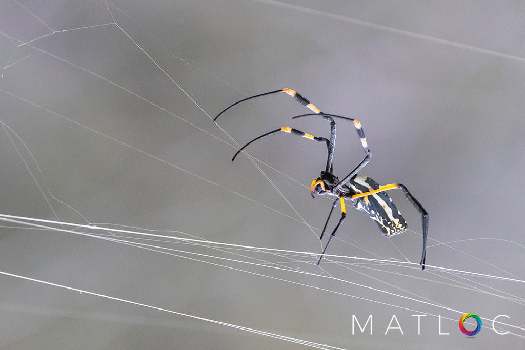 Golden Orb Web Spider