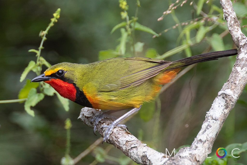 Gorgeous Bushshrike