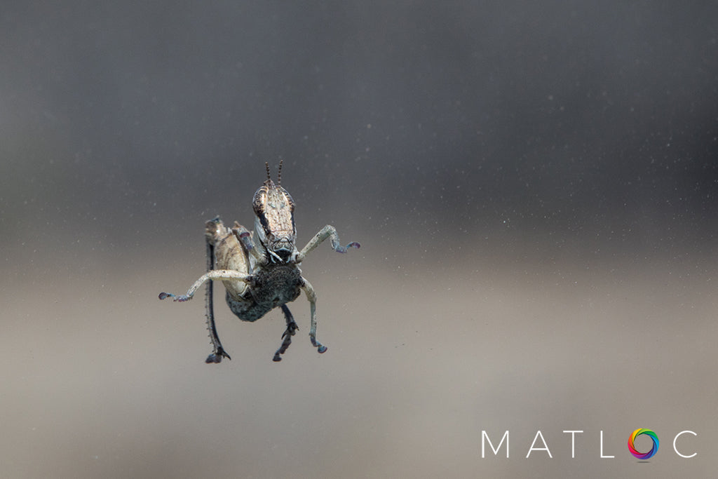 Grasshopper on a Window