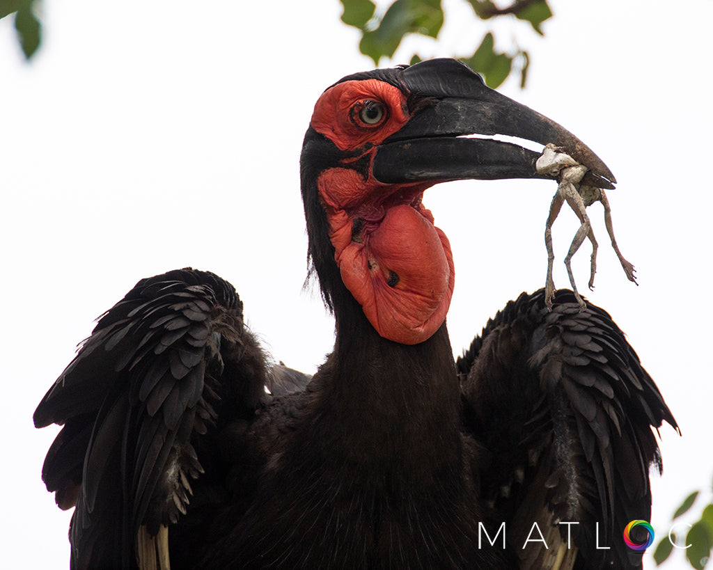 Ground Hornbill with Frogs