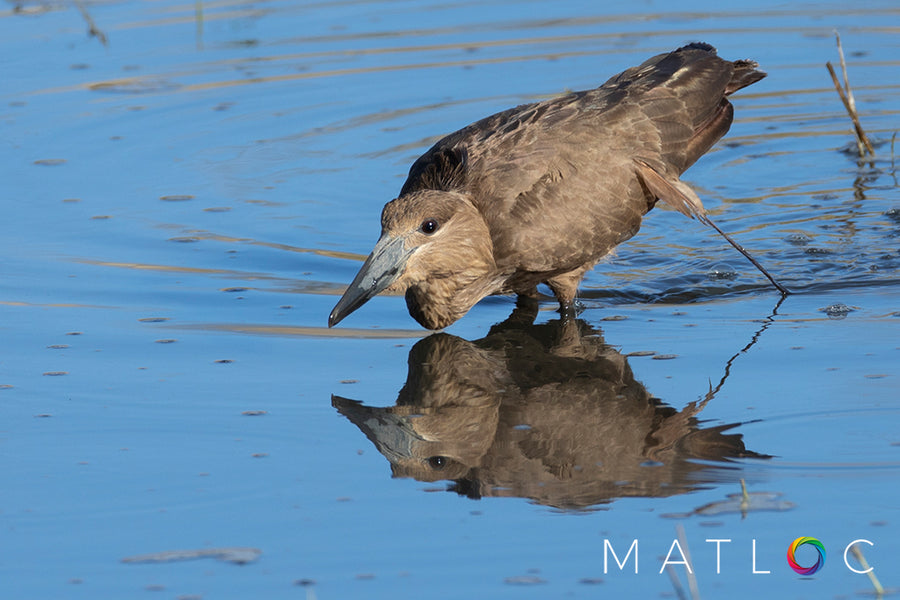 Hamerkop