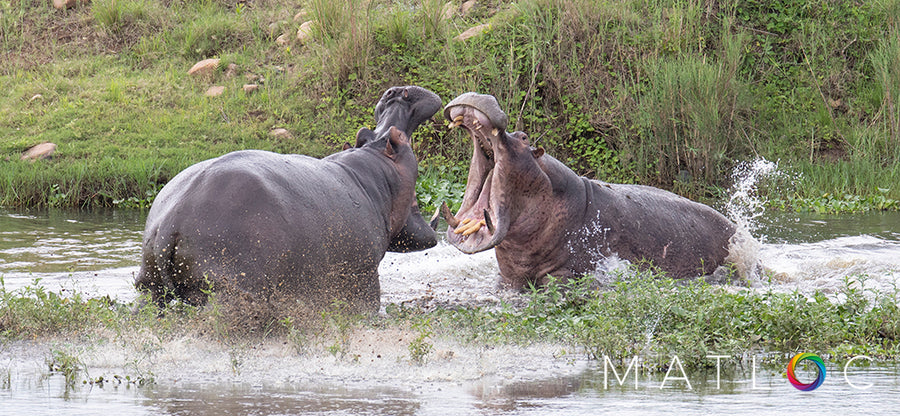 Hippo Brawl