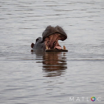 Hippo with Open Mouth