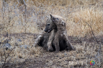 Hyena Playmate