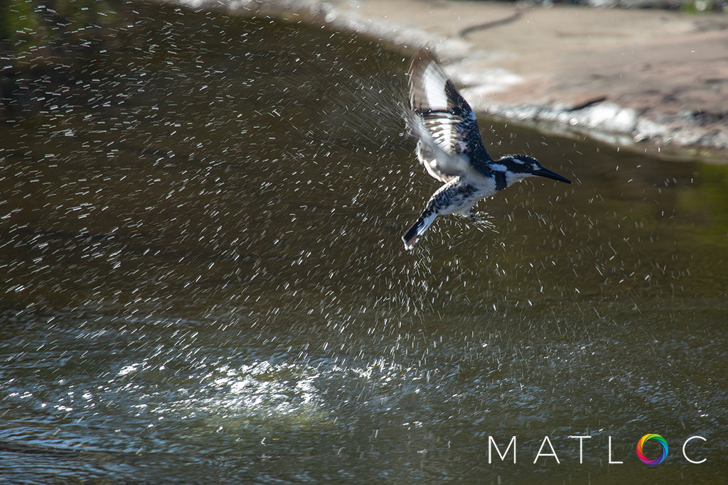 Kingfisher Splash