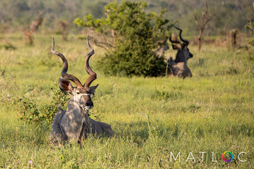 Kudu Lying Low