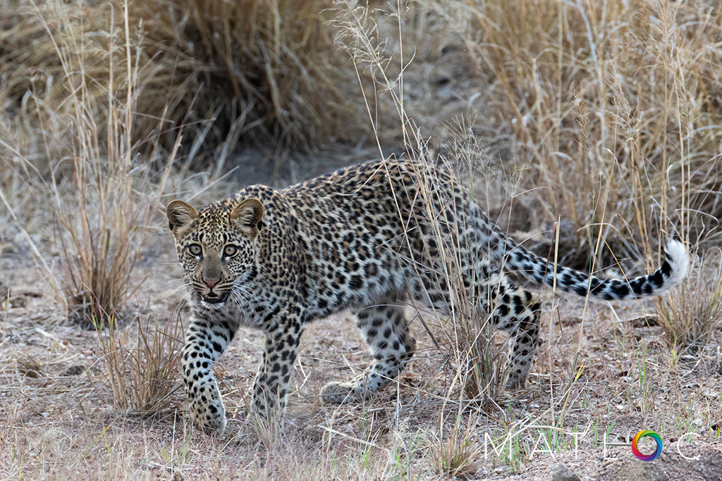 Leopard Prowling