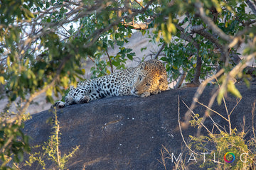 Leopard Relaxing