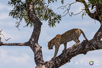 Leopard in a Tree