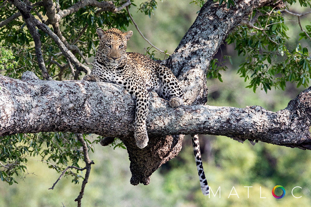 Leopard Resting in a Tree