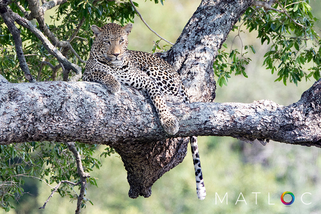 Leopard at Rest