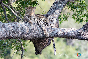 Leopard at Rest