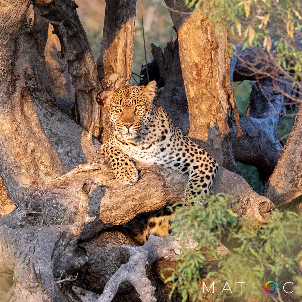 Leopard in the Sunlight