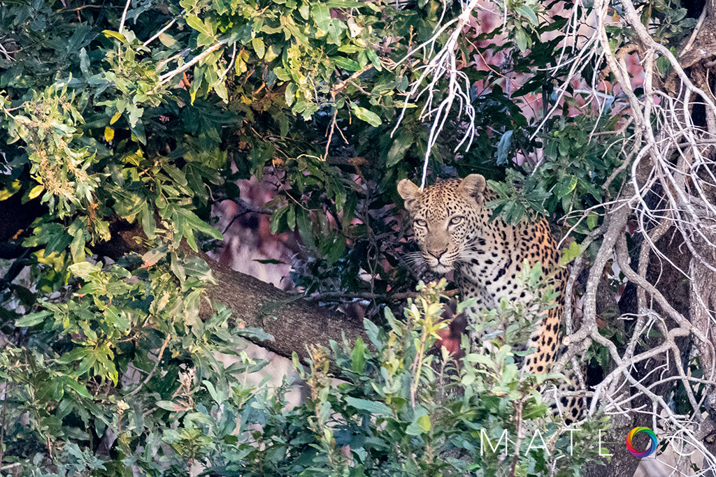 Leopard in a Tree