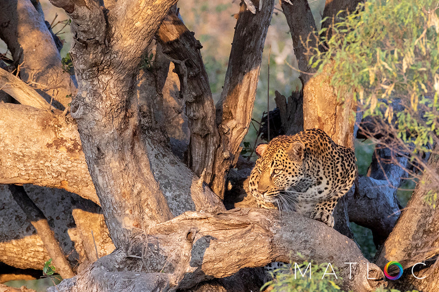 Leopard Watching