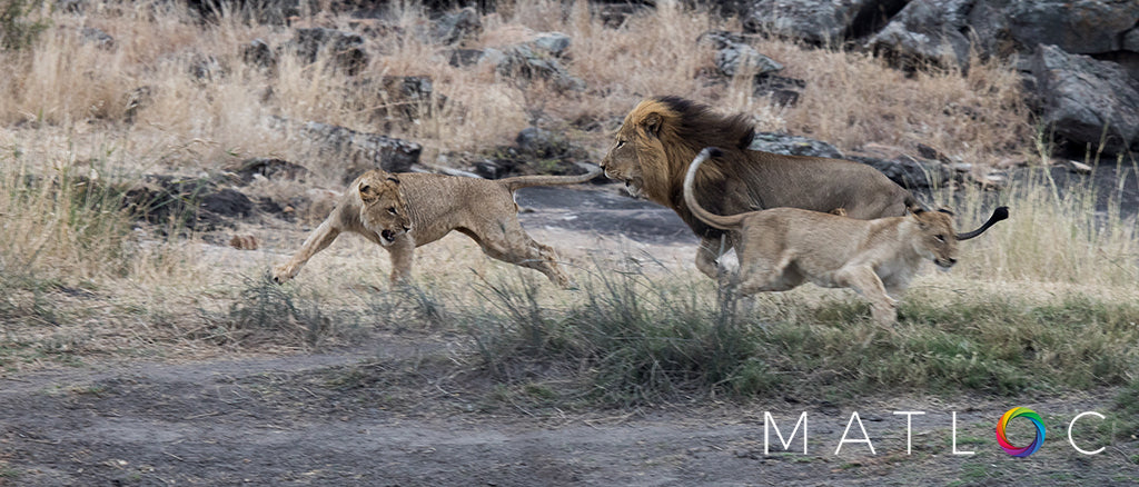 Lions in Action