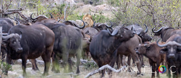 Lion Amongst the Buffalo