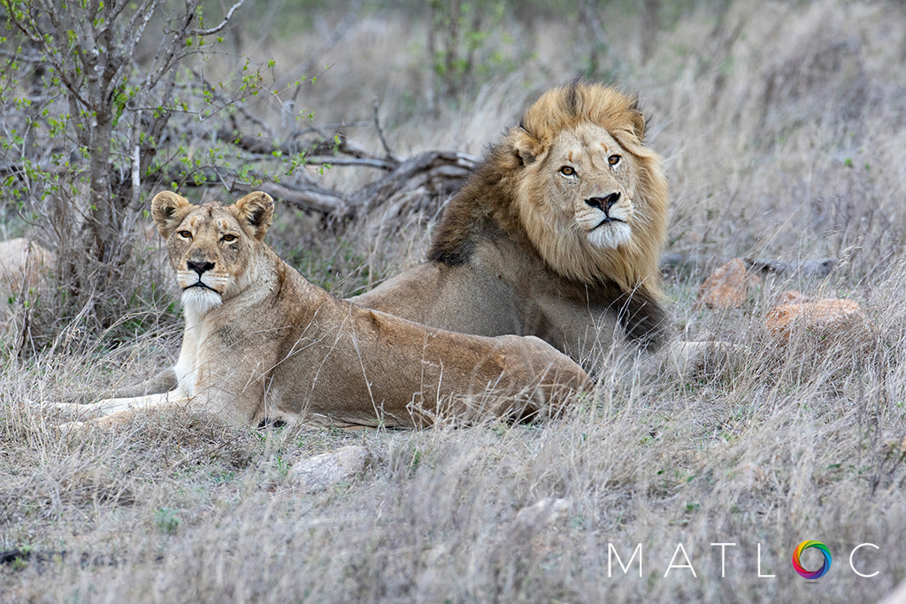 Lion Couple