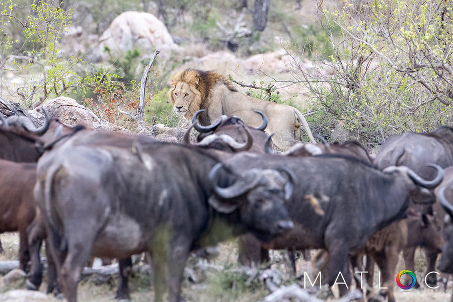 Lion and Buffalo