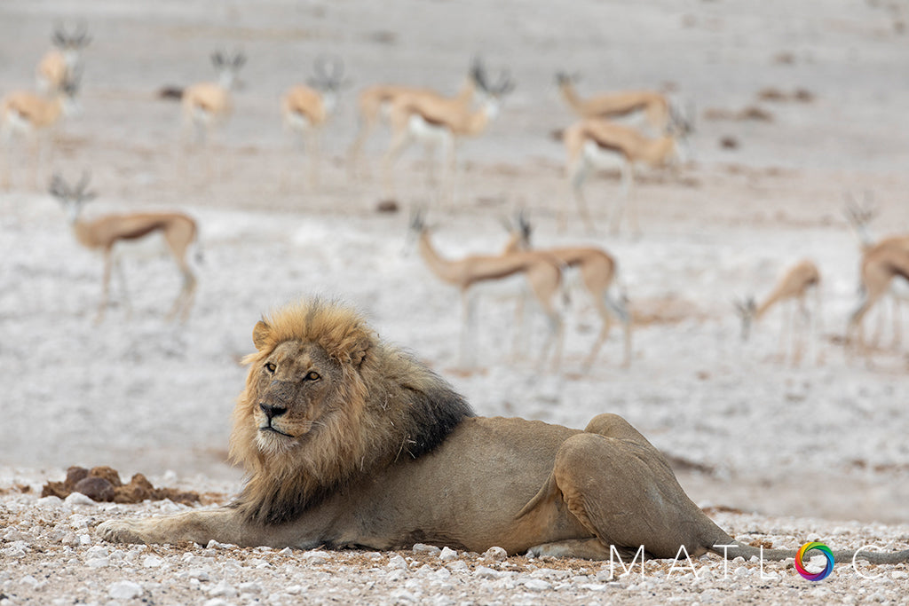 Lion and Springbok