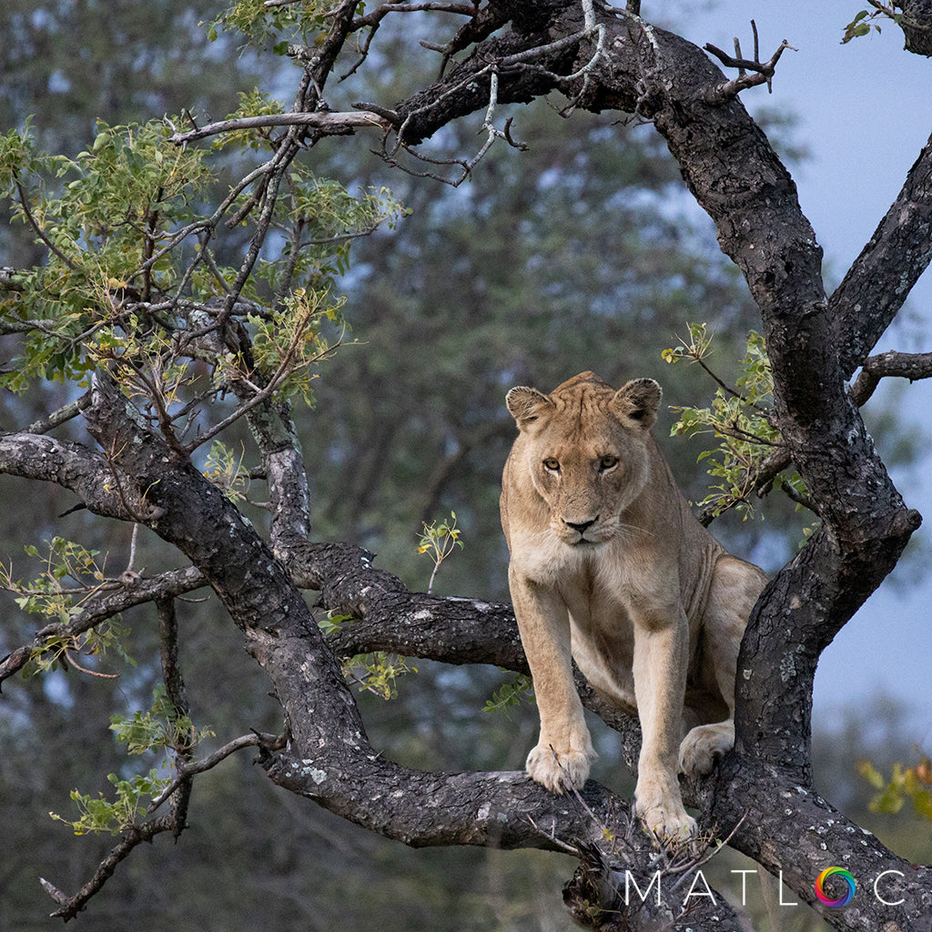 Lion Sits in a Tree