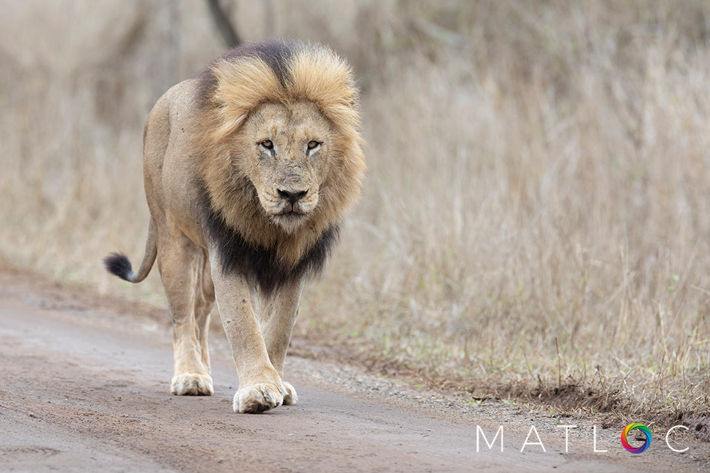 Lion Strolling