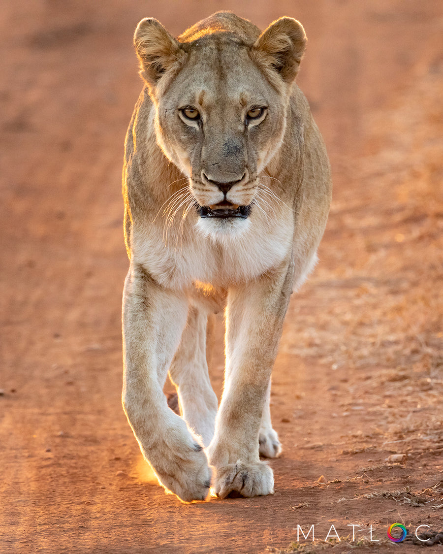 Lioness Taking a Stroll