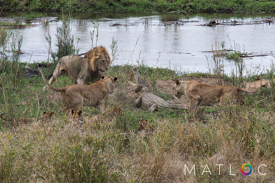 Lions versus Crocodile