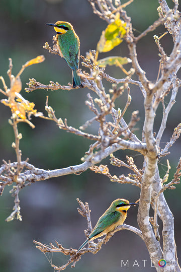 Little Bee Eaters