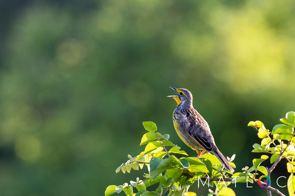 Longclaw Singing