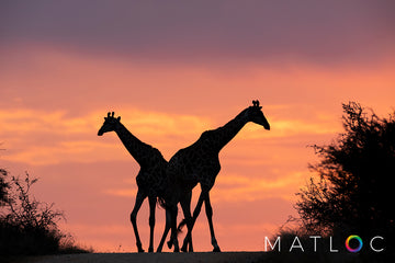 Morning Silhouette