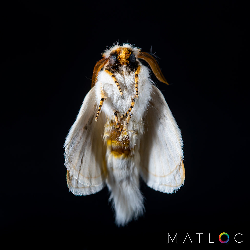 White Moth