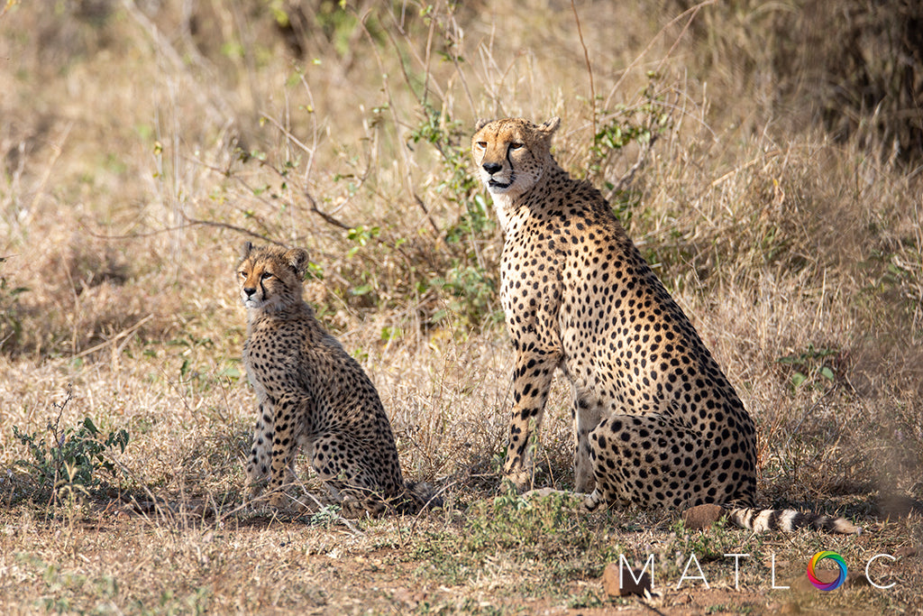 Mother and Baby Cheetah