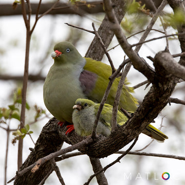 Mother and Baby Green Pigeons