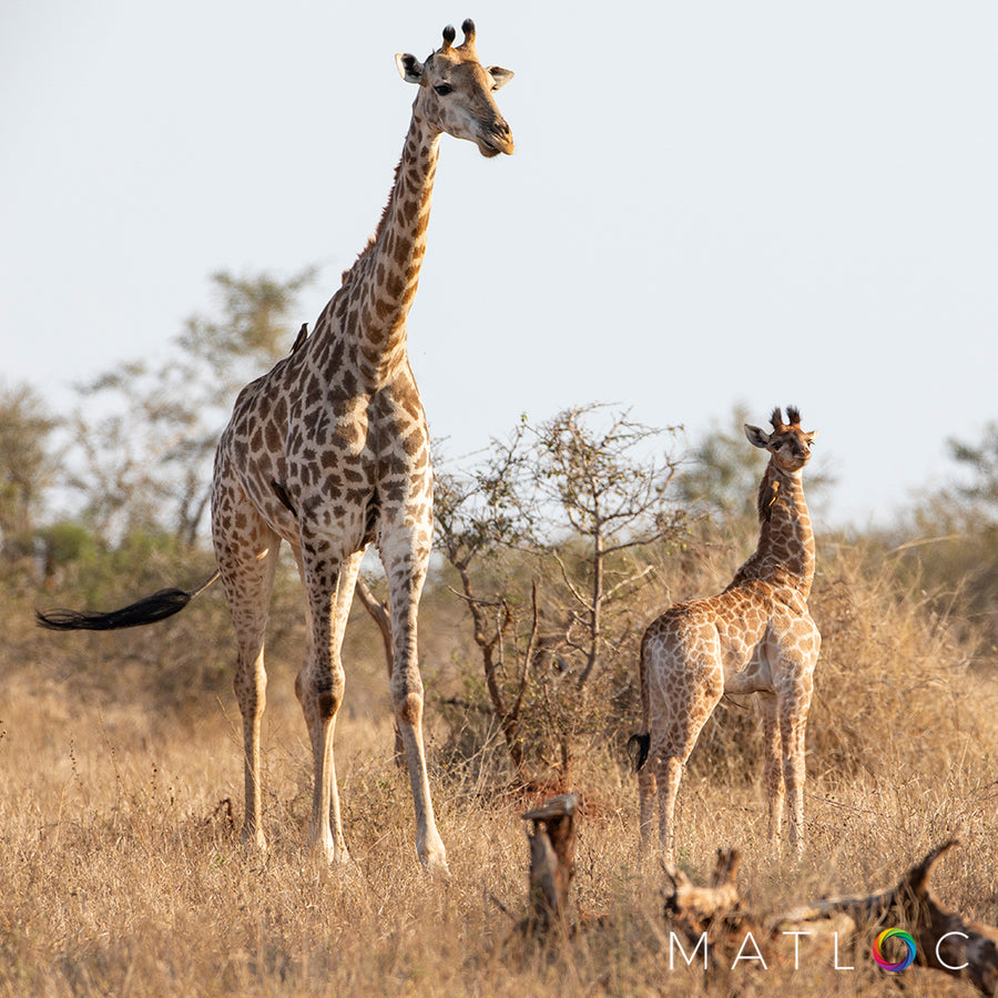 Mother and Baby Giraffe