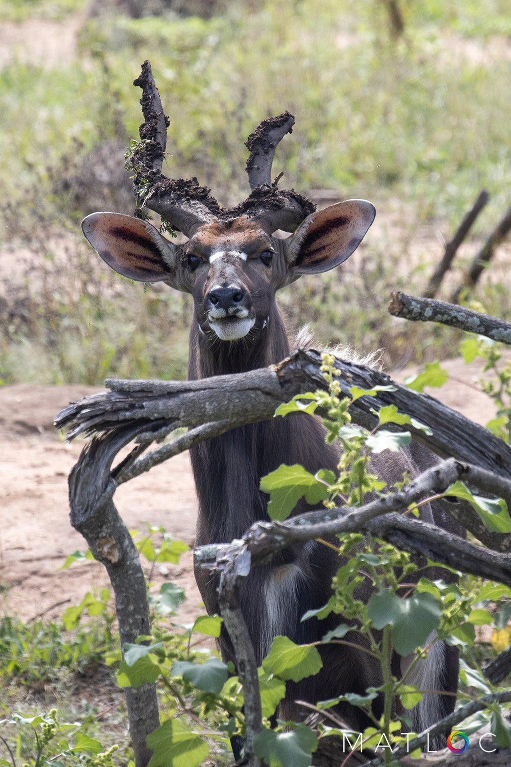 Nyala Appearing