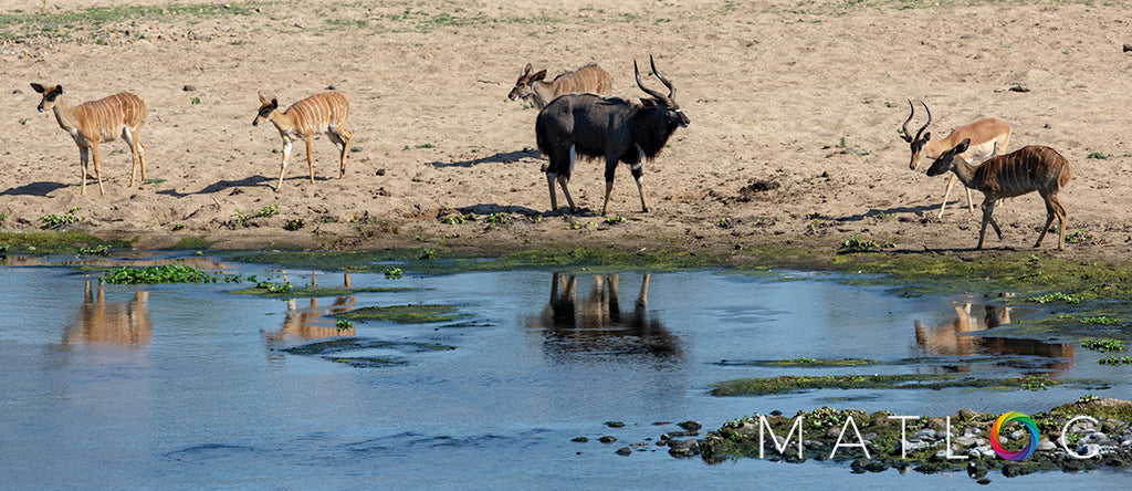 Nyala