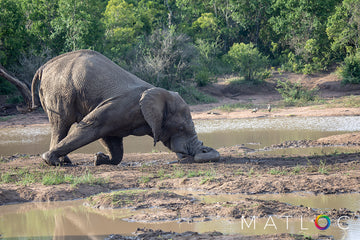 Elephant Nose-Dive