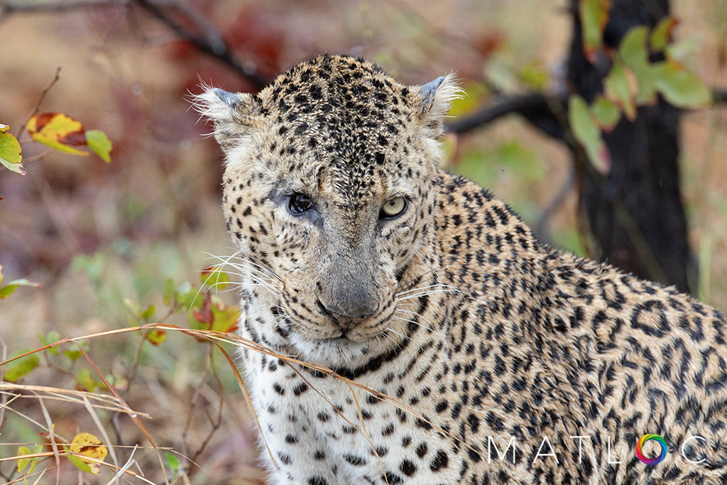 One Eyed Leopard