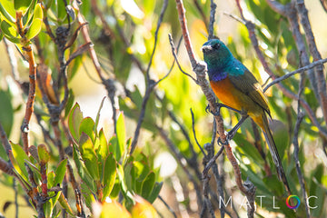 Orange Breasted Sunbird