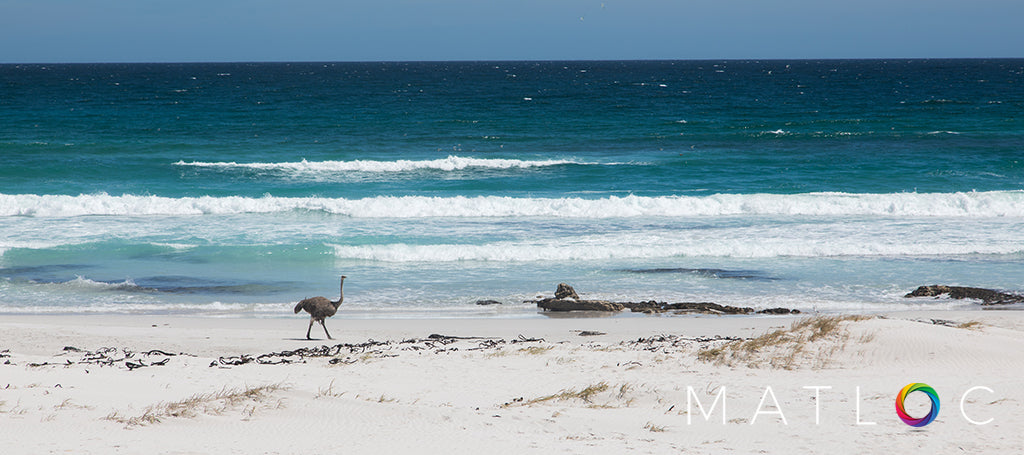 Ostrich on the Beach